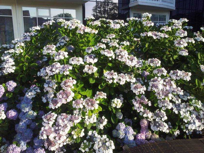 Гортензия крупнолистная — пышное украшение сада