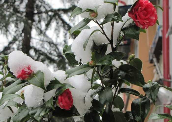 Осенняя подкормка роз и подготовка к зиме
