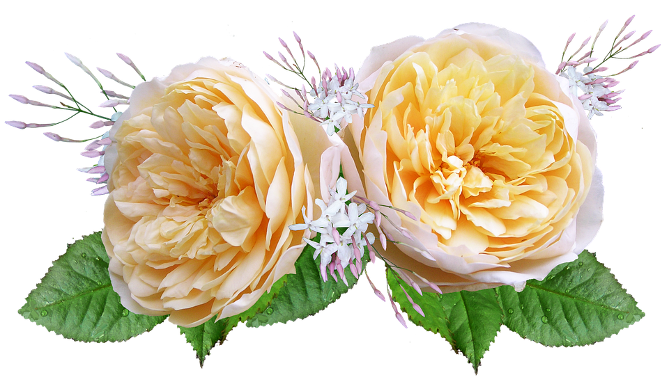 Роза «голден селебрейшн»: описание сорта, фото и отзывы