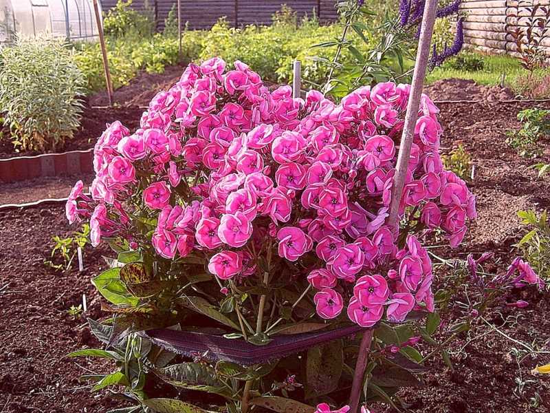 Друммонда - 79 фото роскошно красивых типичных садовых цветов