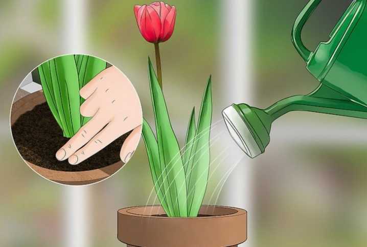 Выгонка тюльпанов к 8 марта в теплице технология выращивания