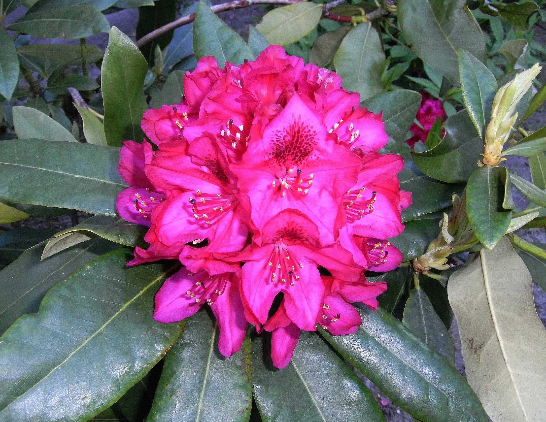 Цветы рододендроны — фото, виды, посадка и уход