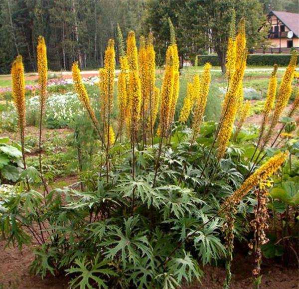 Бузульник: выращивание из семян, посадка и уход в открытом грунте