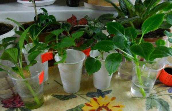 Бальзамин «том самб» (19 фото): выращивание сортов из семян в домашних условиях. как выглядят на клумбе двухцветные растения?