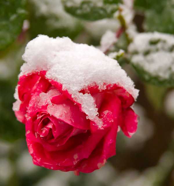 Плетистая роза: подготовка к холодам и укрытие на зиму + видео