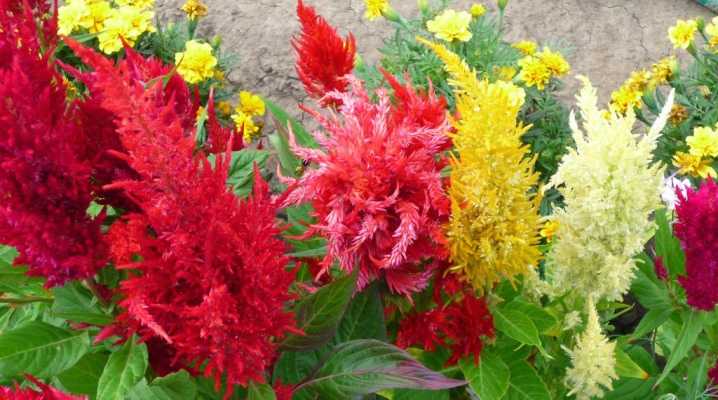 Целозия - фото цветка, выращивание из семян в домашних условиях, болезни растения
