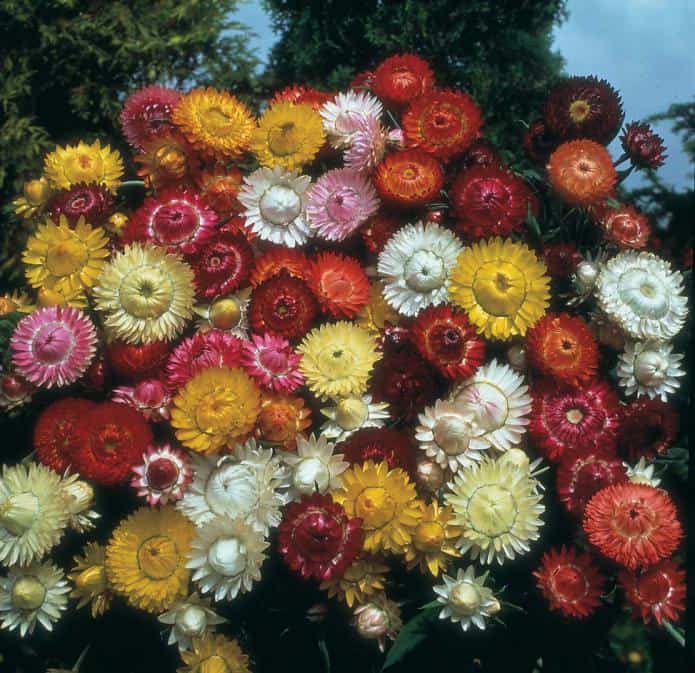 Сухоцветы: фото и названия лучших видов, подходящих и для сада, и для создания букетов
