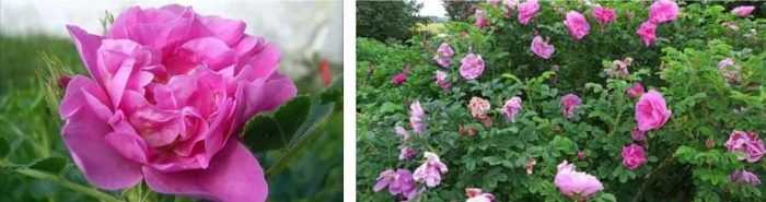 Парковая роза посадка и уход, выращивание, фото сортов их размножение, болезни и удобрения