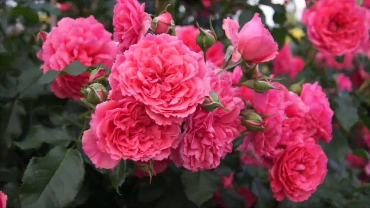 Роза розариум ютерсен
