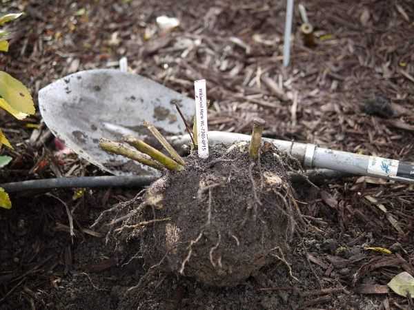 Георгины: когда выкапывать и как хранить Как правильно выкопать корни георгинов Обработка корней перед хранением