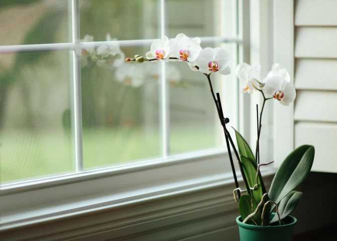 Выращивание орхидеи каттлея дома: как посадить, размножение, цветение