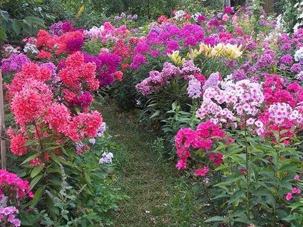 Яркие краски сада: тонкости посадки и ухода за многолетними флоксами