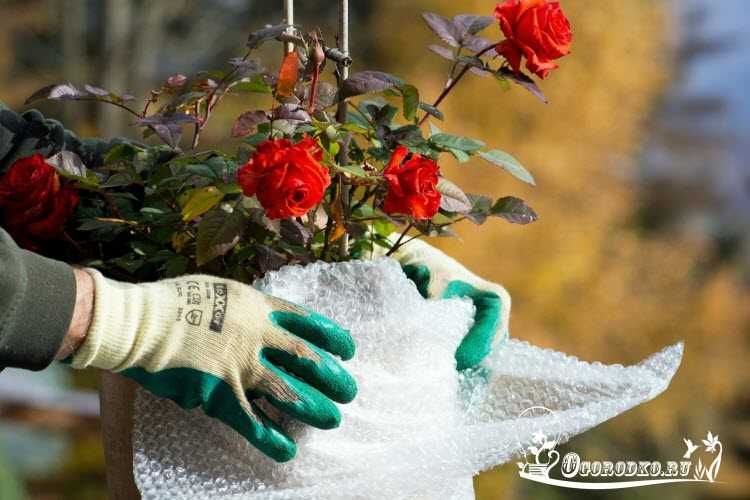 Как укрыть розы на зиму в средней полосе: чем укрывать и как правильно