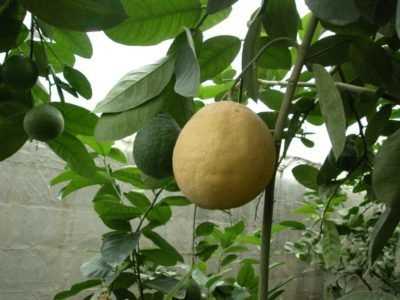 Павловский лимон: описание, фото, выращивание