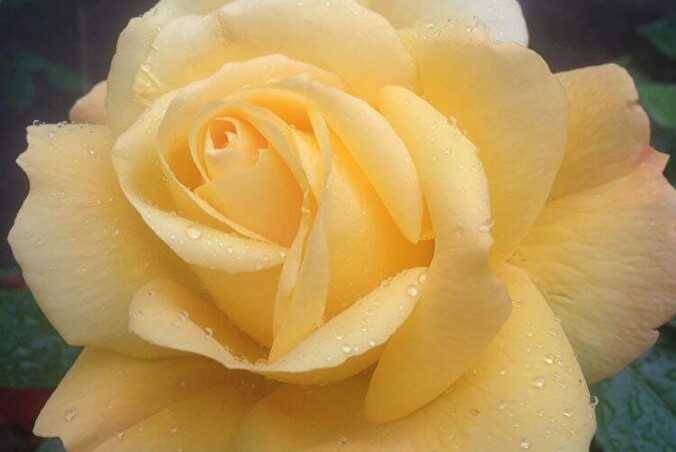 Полиантовые розы: сорта, советы по выбору и уходу