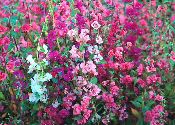 Цветы "кларкия": выращивание из семян, посадка и уход + фото
