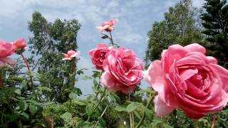 Кустарниковая роза принцесса александра оф кент — характеристика, уход