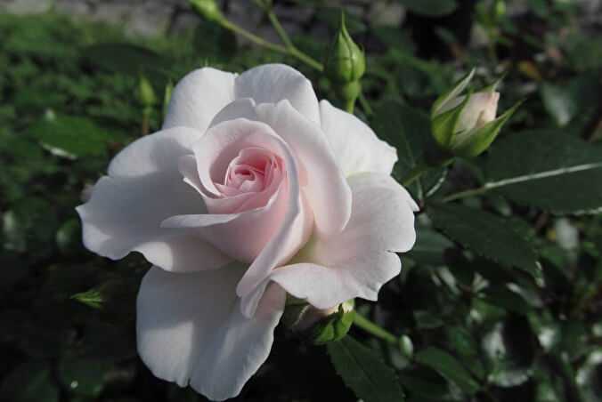Роза аспирин: фото и описание сорта, особенности выращивания
