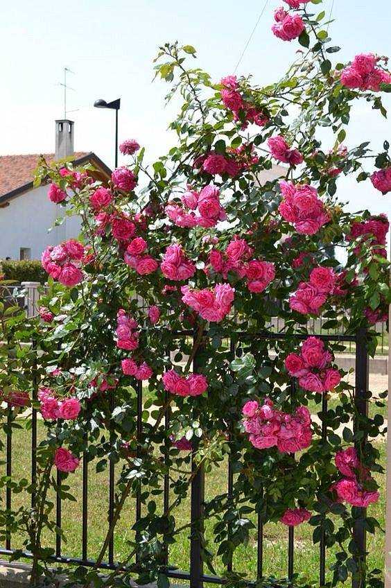 Роза «лавиния» (23 фото): описание плетистого сорта роз и его компаньоны, выбираем саженцы, отзывы
