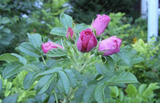 Морщинистая роза, или роза ругоза: описание, особенности выращивания и ухода, виды и сорта
