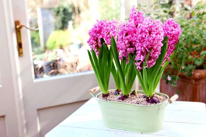 Гиацинт в горшке (40 фото): уход за комнатными цветами, посадка в домашних условиях. как вырастить растение дома в горшочке?