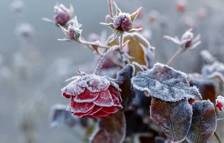 Как укрыть розы на зиму: лучшие способы