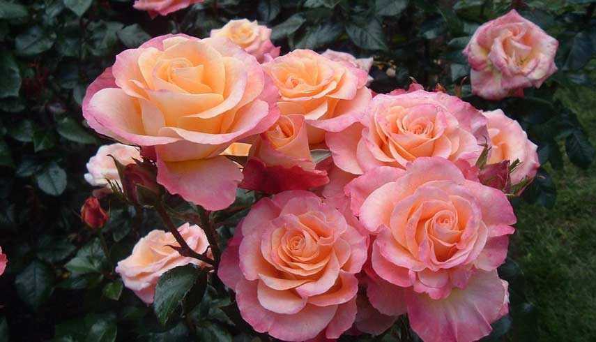 Чайно-гибридные розы: лучшие сорта, фото, описание