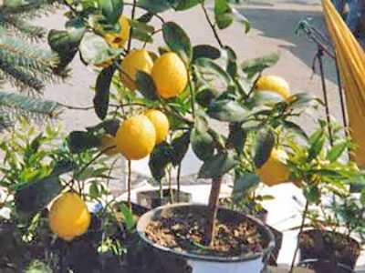 Лимон павловский уход в домашних условиях: цветение и болезни