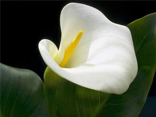 ✅ как называется домашний цветок похожий на каллу - питомник46.рф