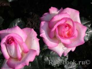 Аристократичная роза crown princess margareta