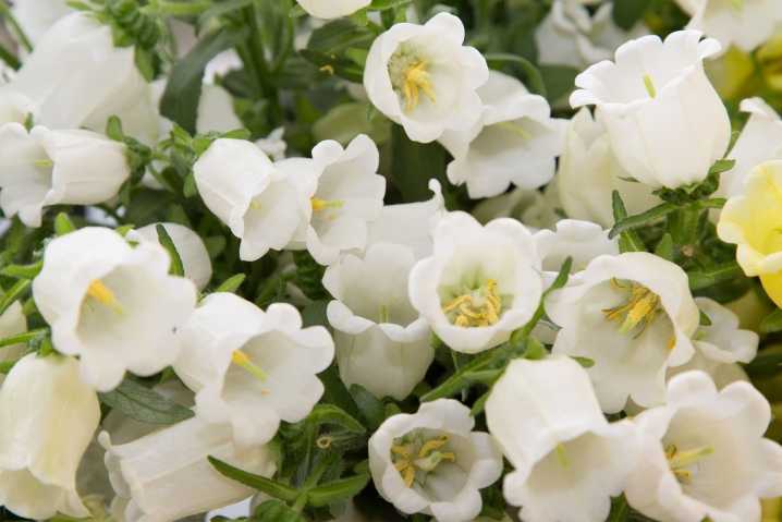 Белые колокольчики (29 фото): сорта многолетних садовых кампанул, высокие и с большими листьями «невесты», посадка и уход