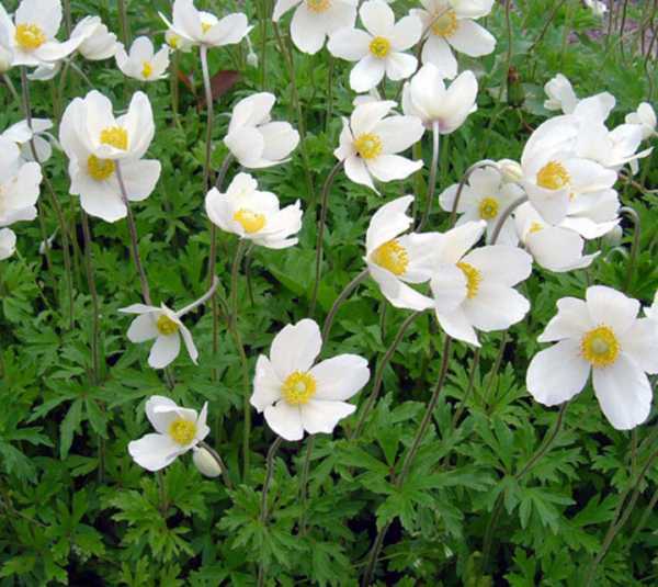 Анемоны: фото цветов, описание Классификация по виду корневища и сроку цветения