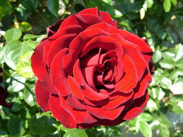 Как размножить розу – 8 способов: семена, черенки, отводками и т.д.