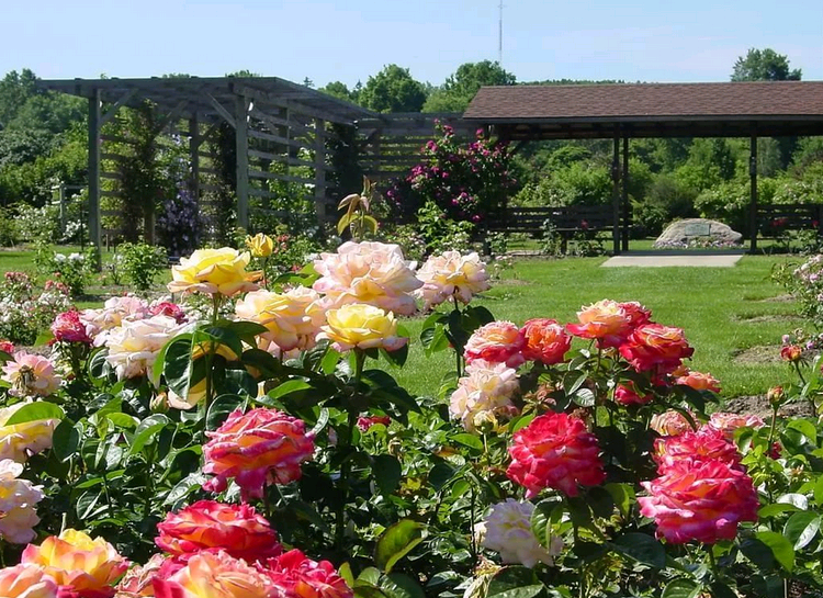 Как правильно сажать розы весной черенками: практические рекомендации по посадке