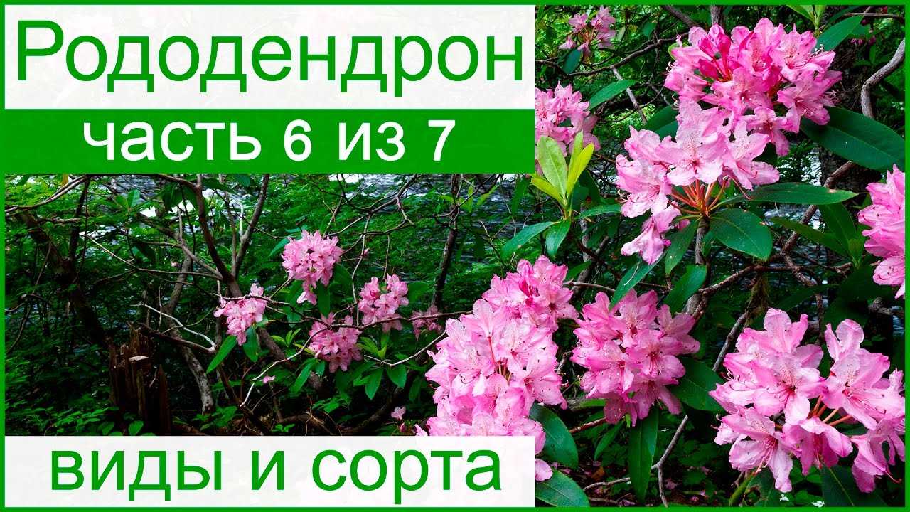Рододендрон, или розовое дерево. уход, посадка, размножение, укрытие. фото — ботаничка.ru