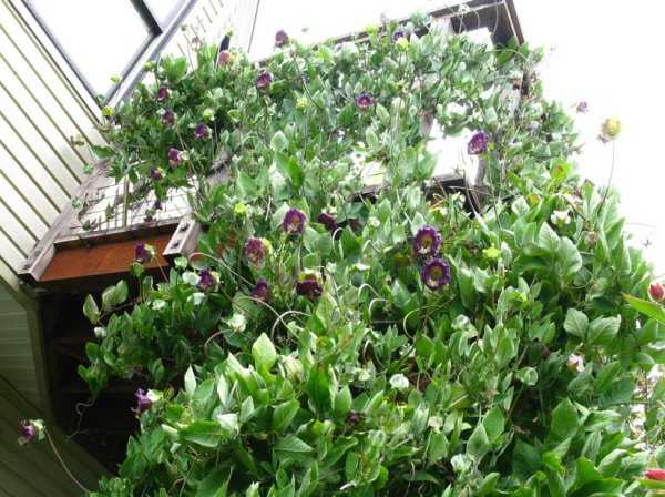Кобея лазающая: выращивание из семян когда сажать на балконе, в сибири