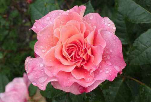 Роза августа луиза: фото и описание, отзывы