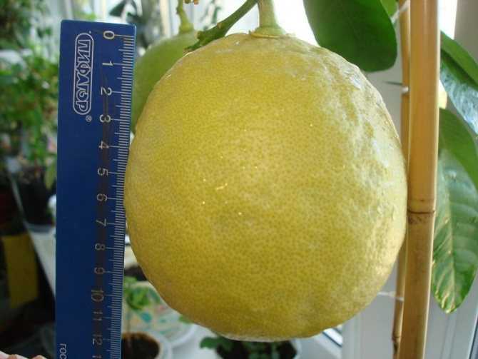 Лимон пандероза: уход в домашних условиях, фото, описание, цветение, болезни и вредители