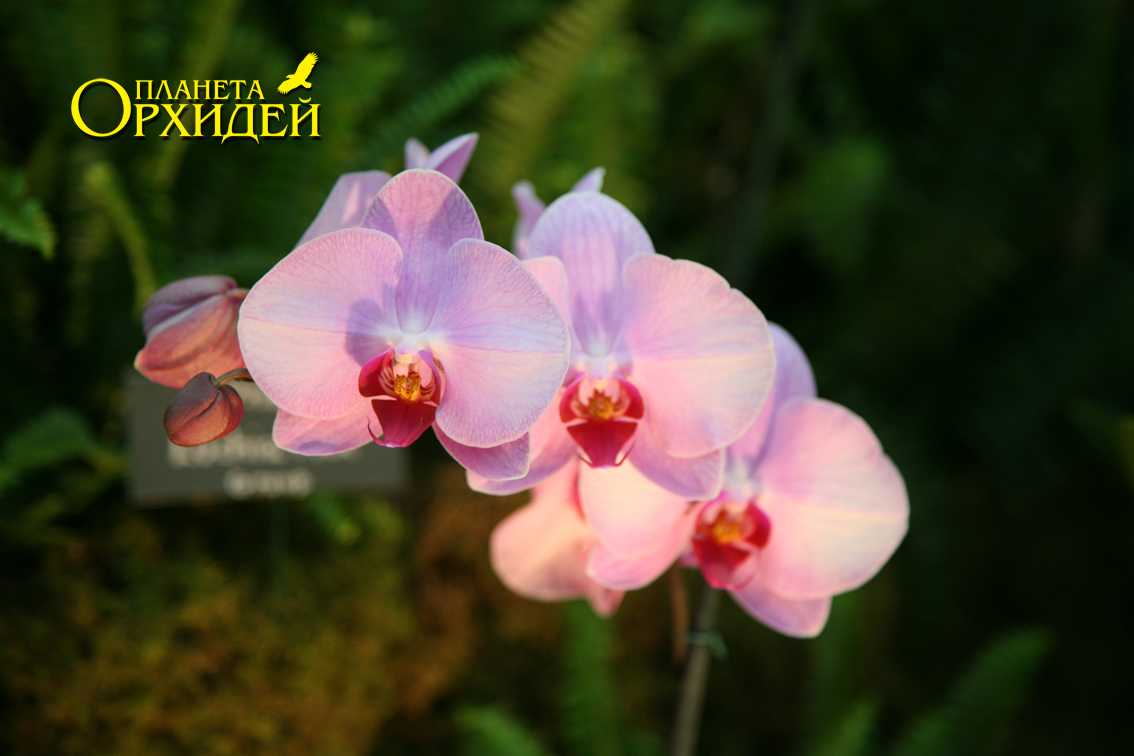 Прекрасная орхидея ванда: уход в домашних условиях