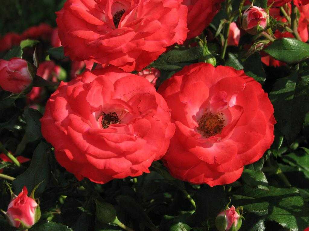 Роза флорибунда посадка и уход, фото и описание сортов, выращивание и размножение, болезни и удобрения