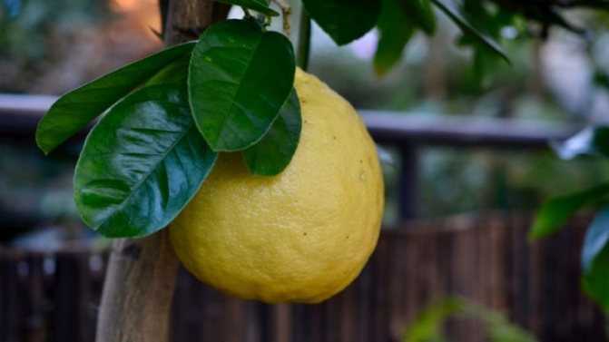 Лимон пандероза: описание внешнего вида с фото, правила ухода за растением в домашних условиях, а также советы по выращиванию в грунтедача эксперт