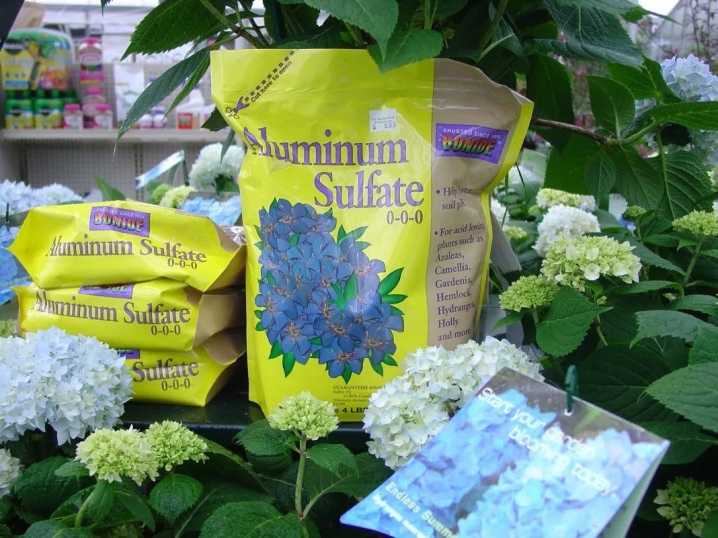 Удобрение для метельчатой гортензии: чем подкормить цветок весной для цветения