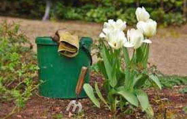 Посадка тюльпанов осенью: когда сажать в открытый грунт, сроки