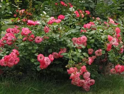 Почвопокровные розы: описание, лучшие сорта, посадка и уход
