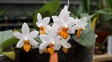 Как поливать фаленопсис? правила ухода и особенности полива орхидеи