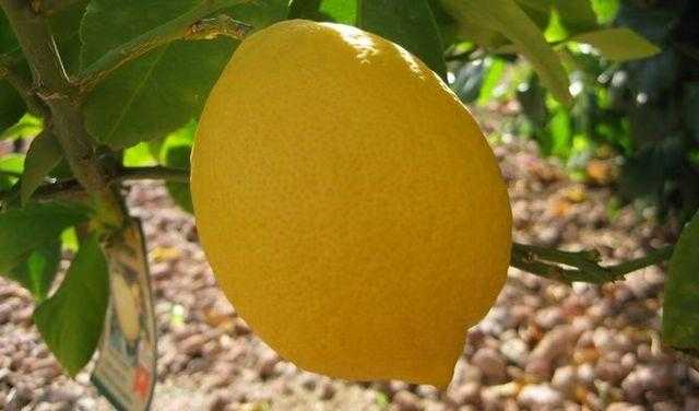 Необычные сорта лимона