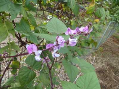 Долихос - гиацинтовые бобы: выращивание, уход, применение