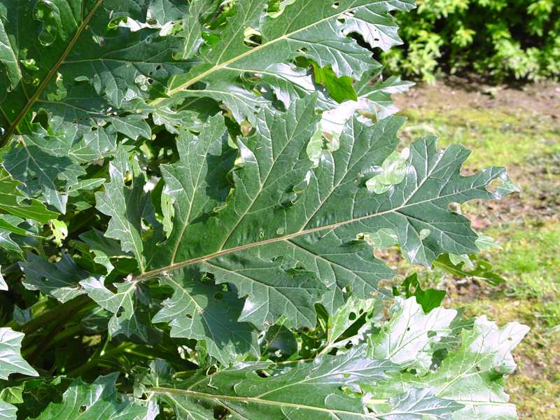 Горечавка – травянистое многолетнее растение для открытого грунта: описание и фото, посадка и уход за цветком