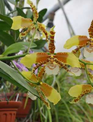 Какие существуют цветы, похожие на орхидею?