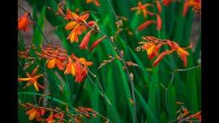 Монтбреция или крокосмия: посадка и уход в открытом грунте за растением с метельчатыми соцветиями и оригинальными цветками